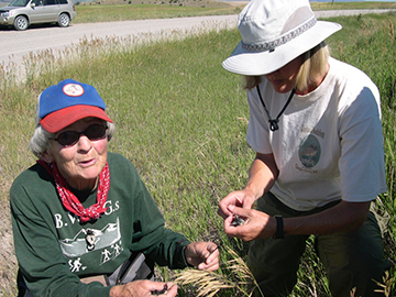 Mary Geis (left) and Lou Ann Harris banding bluebird chicks
