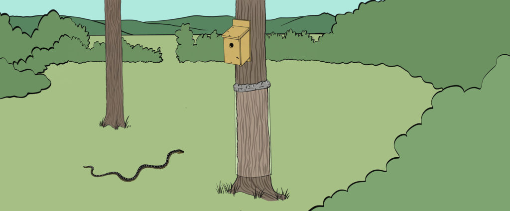 nest box on a tree with the guard installed, and a snake nearby; illustrated