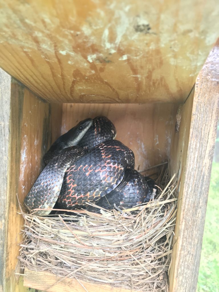 a snake curled up on top of a nest in a nest box