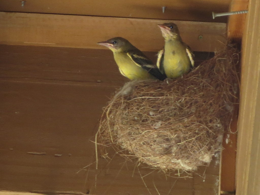 Suspended By A Splinter