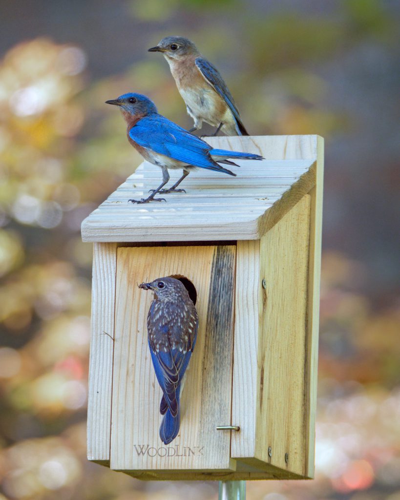 pair of bluebirds atop a nest box, with a juvenile bird perched at the entrance with food in its mouth, as if to feed the chicks within