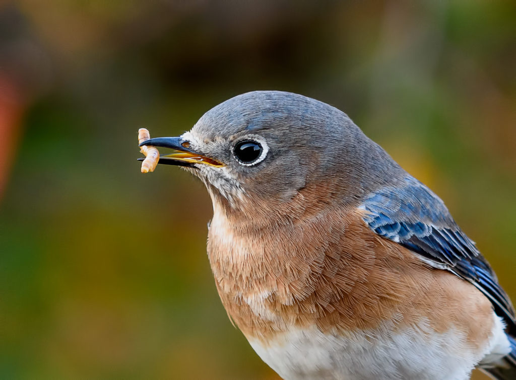 Mealworms On The Menu