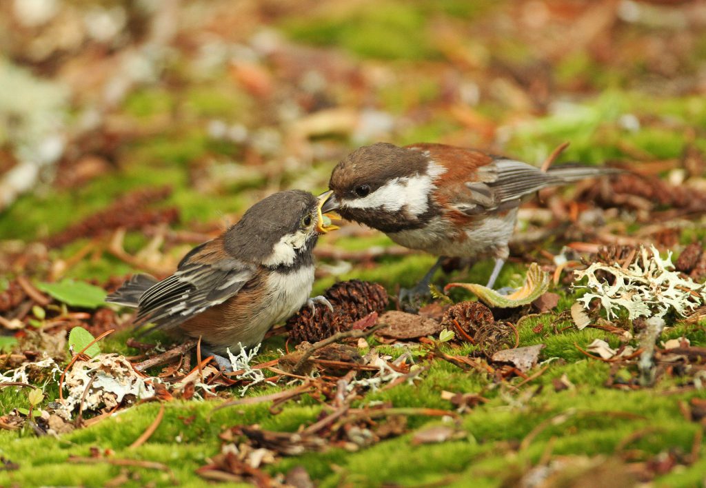 an adult chickadee feeds a fledgling chickadee on a bed of mosses
