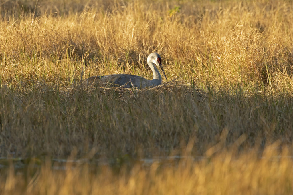an adult Sandhill Crane sits on the nest in the middle of a field, the sun casting long shadows over the landscape