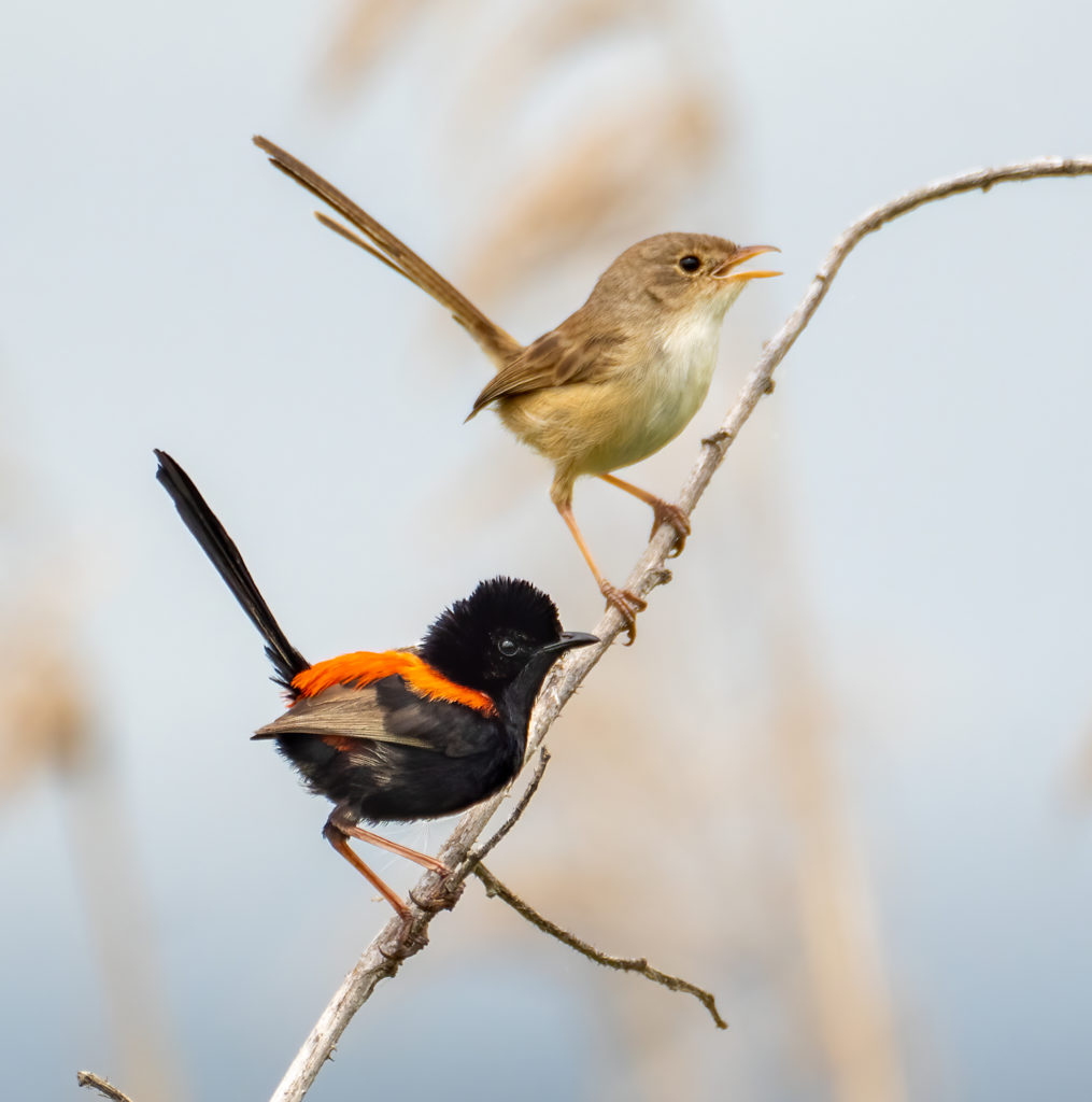 two fairy wrens perched on a thin branch