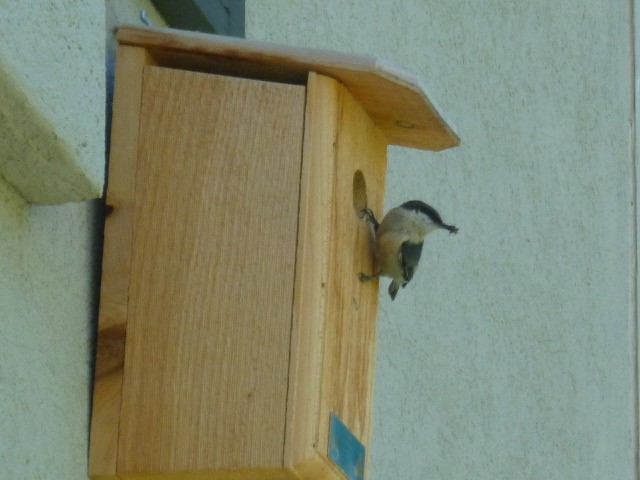 A Pygmy Nuthatch with something in its bill perches on a nest box entrance hole.