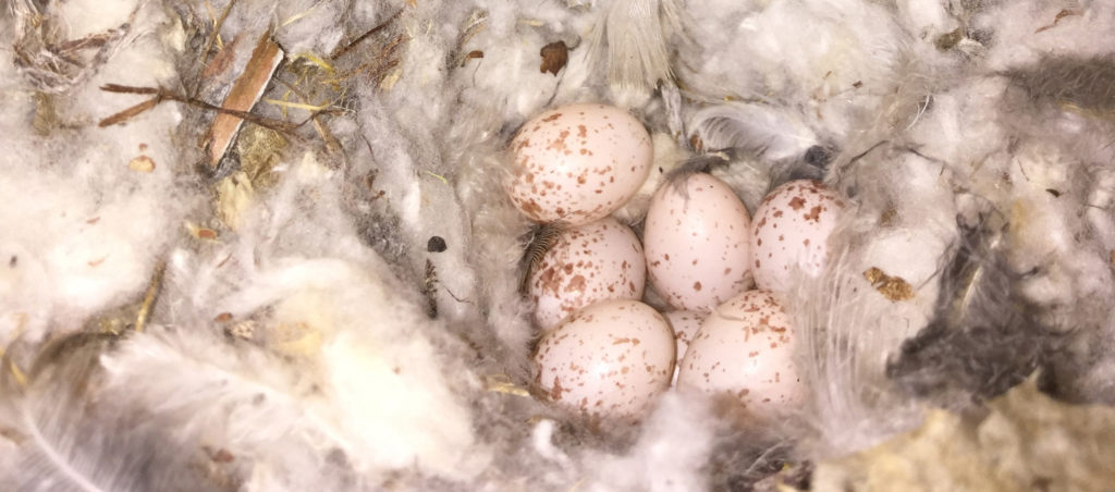 Seven speckled eggs lie in a fluffy nest