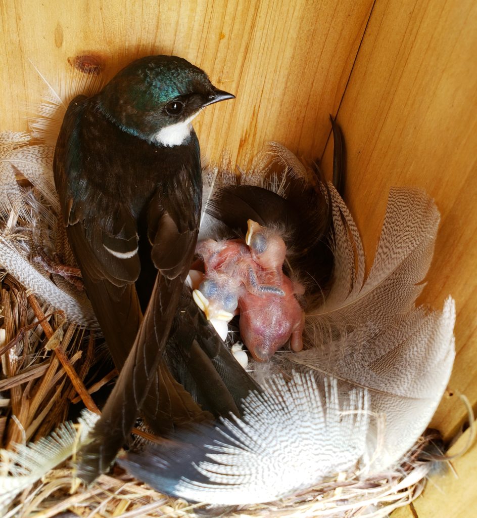 an adult Tree Swallow in its feather-lined nest, along with recently hatched young