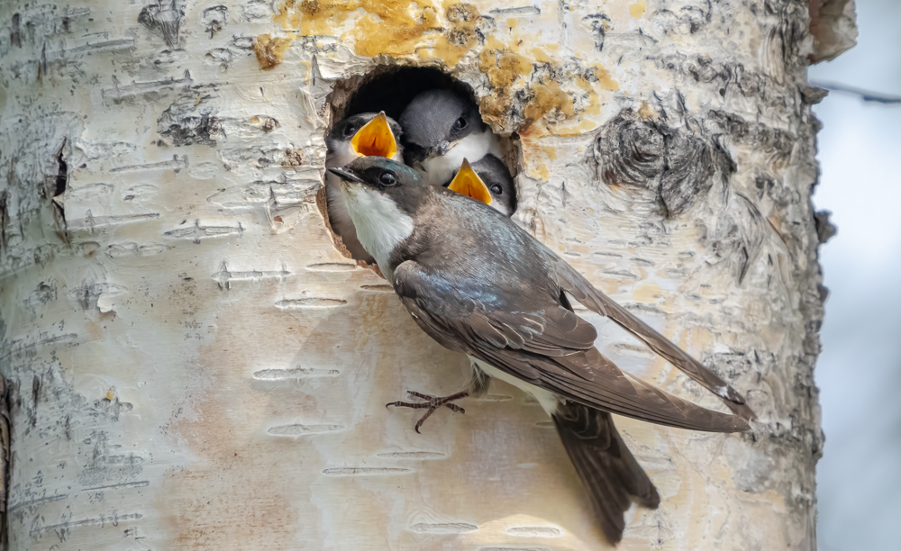 A female Tree Swallow perches at a tree hole nest entrance, in which 3 young can be seen begging for food.