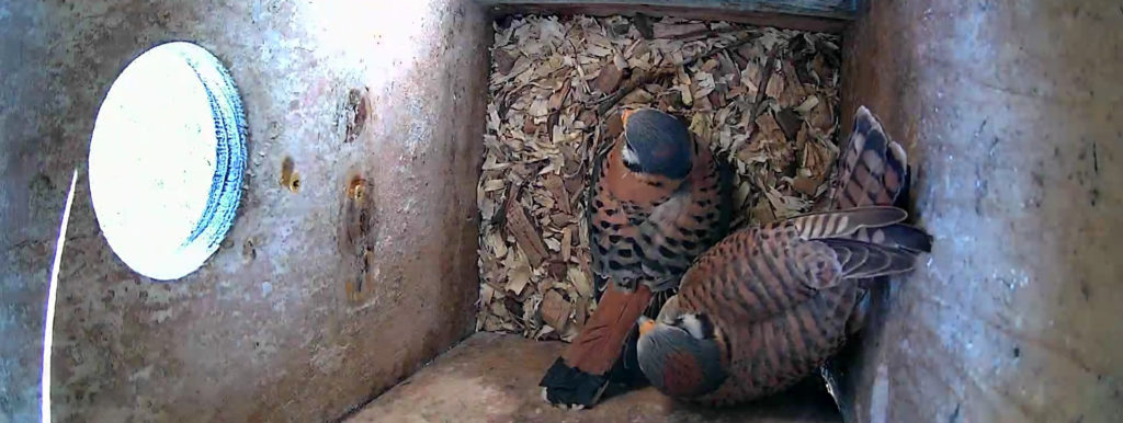 A male and female American Kestrel are inside a nest box, viewed from above.
