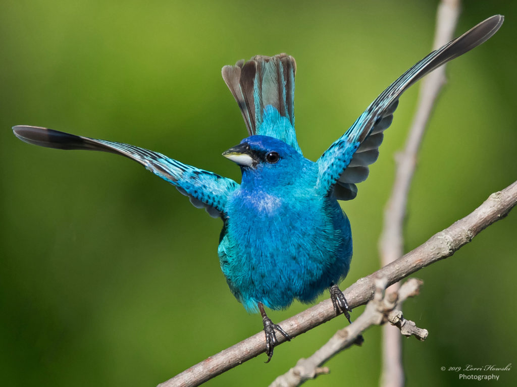 indigo bunting with wings outstretched about to take flight