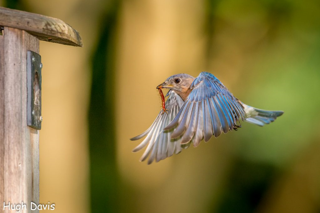 a male bluebird flies towards the entrance of a nest box with an insect in its beak