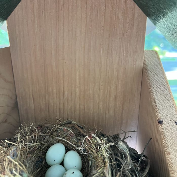 A House Finch nest sits on a wooden nest shelf