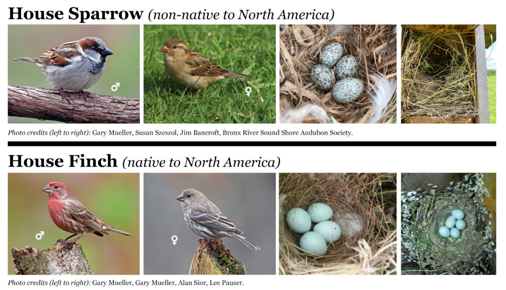 Is It A House Finch Or A House Sparrow?