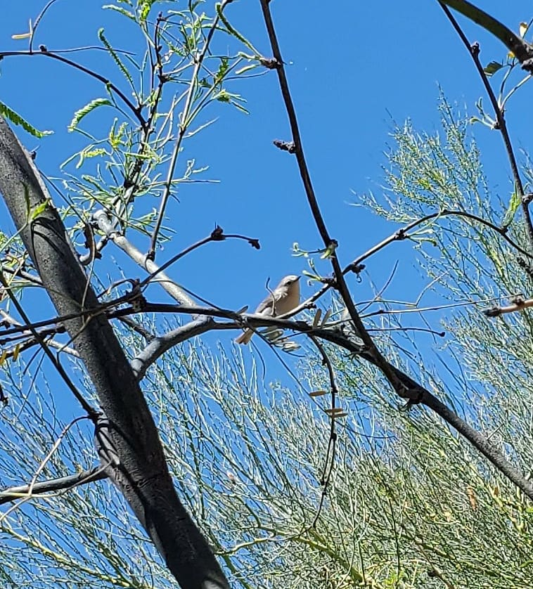 A small gray bird perches in a tree