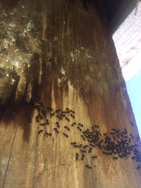 Defending The Colony