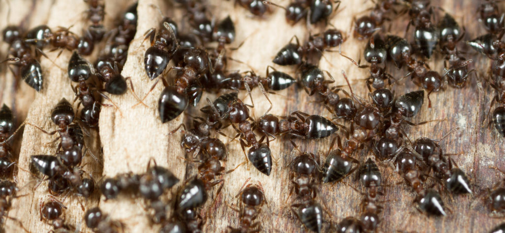 Cherry ants crawl over a piece of wood.