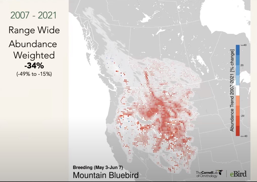 Mountain Bluebird Trend Map