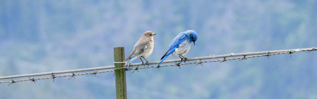 A male and female Mountain Bluebird perch on a barb-wire fence.