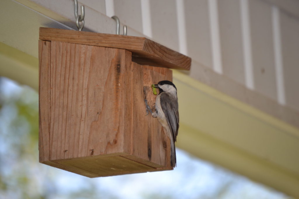 Bringing Home The Bacon