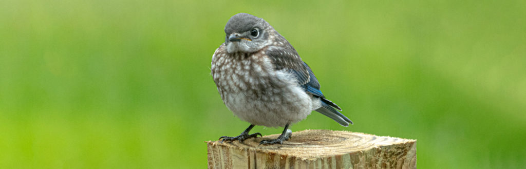 A juvenile Eastern Bluebird perches on a wooden post.