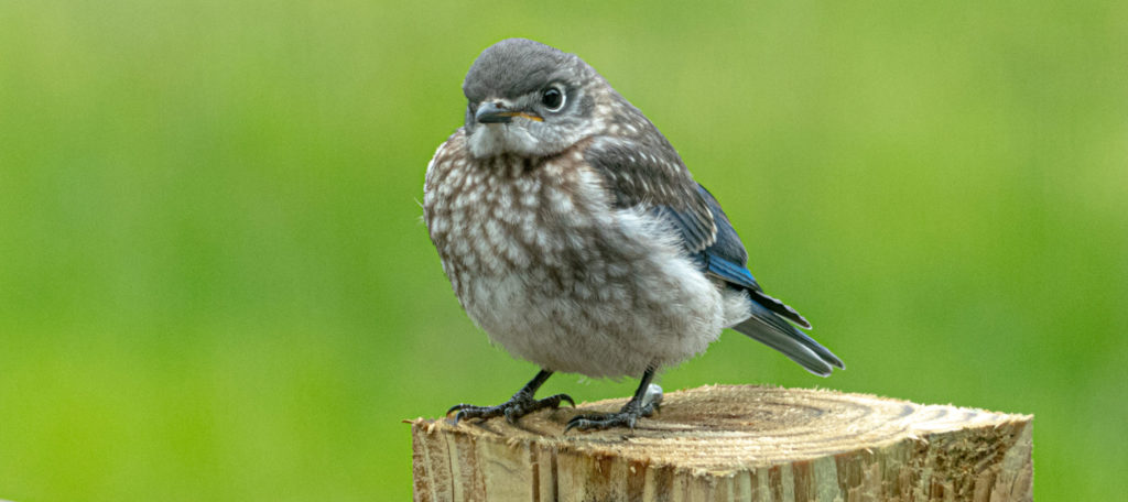 a juvenile bluebird perched on a post