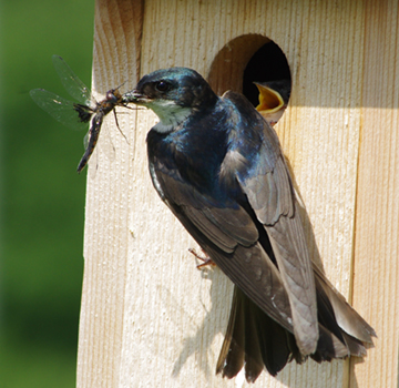 a swallow perched at a nest box entrance hole with a dragonfly in its beak