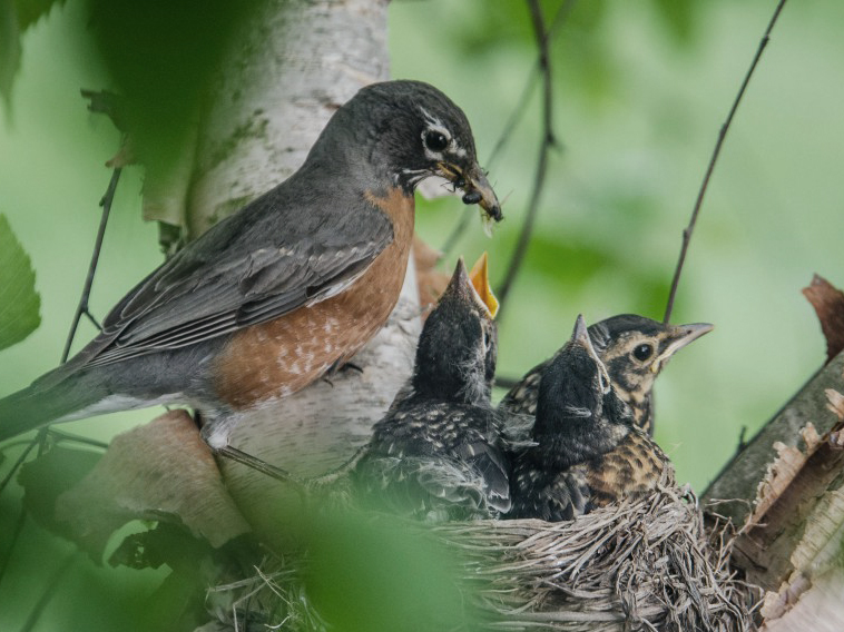 an adult robin feeding insects to its chicks in the nest
