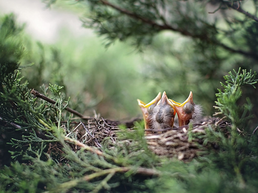 a nest with three nestlings straining their heads up and out of it