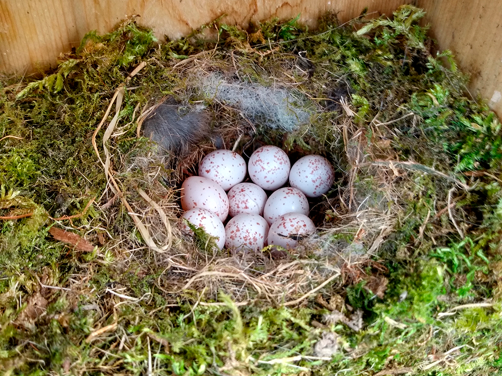 Black-capped Chickadee Nest