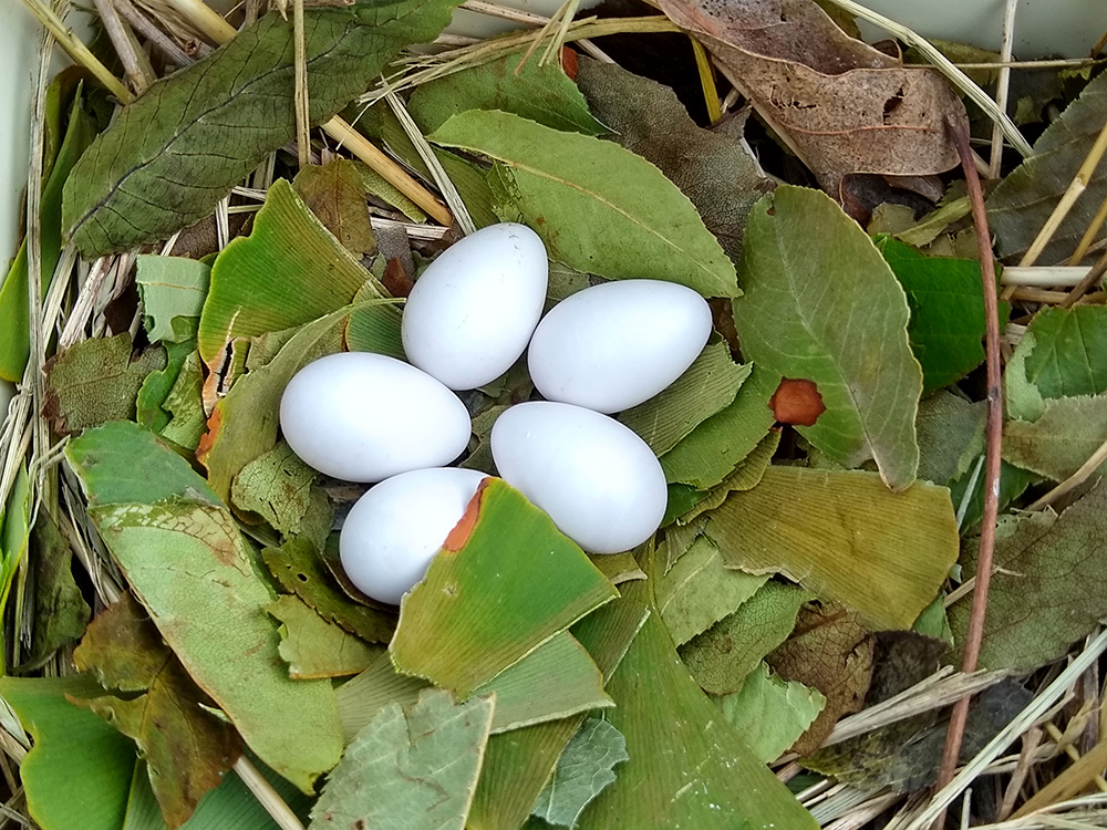 five white Purple Martin eggs in a leafy nest