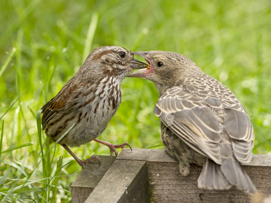 a song sparrow feeds a, much larger, cowbird chick