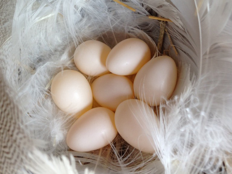 7 off-white eggs in a feather-lined nest cup