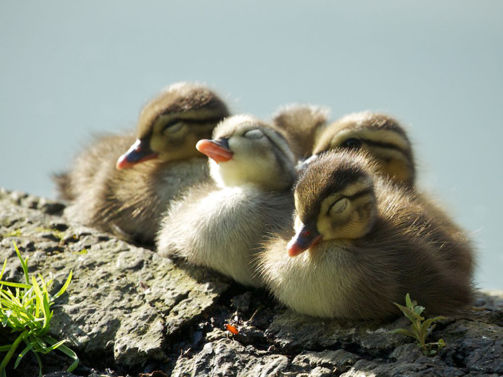 several sleepy ducklings on a log