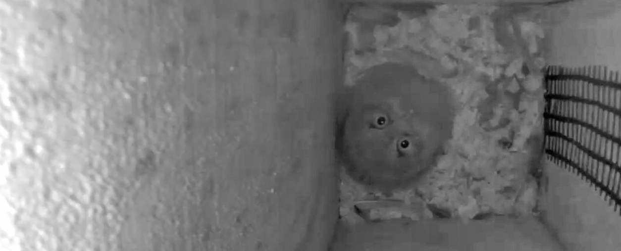 An eastern Screech-Owl nestling in a nest box