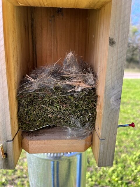 The Blow Fly Platform Trap
