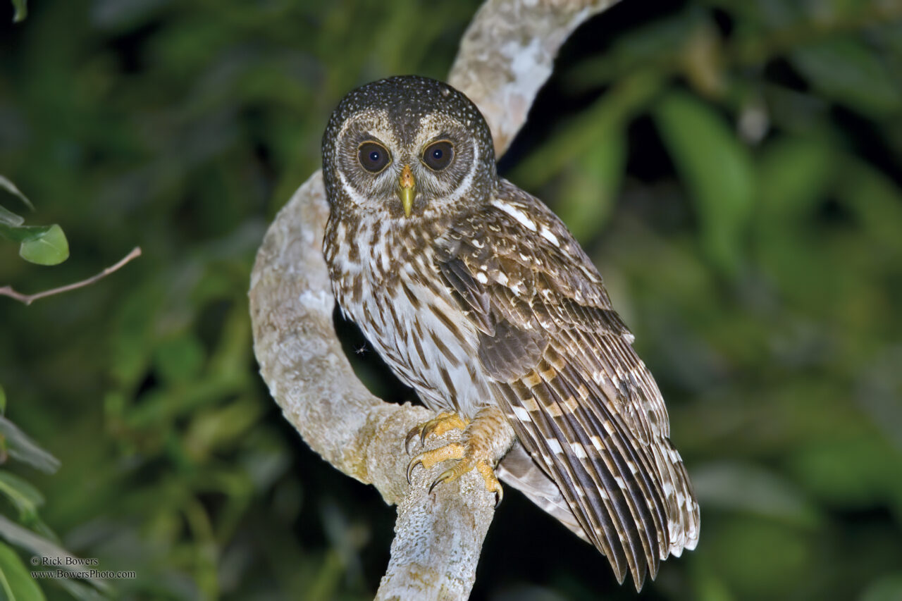 A Mottled Owl perched on a branch at night.