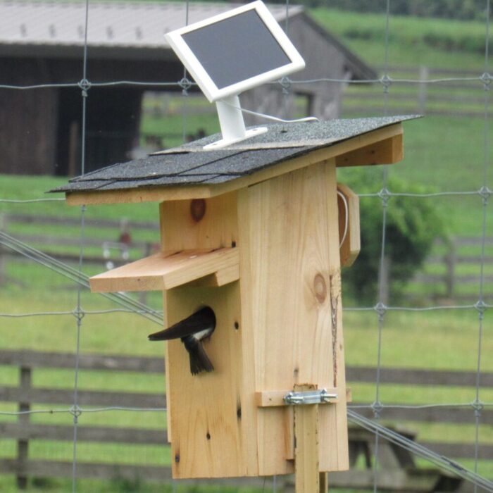 Ringcam3_IanStewart-scaled-e1687977062281-1000x1000 A Tree Swallow investigates a nest box with a solar panel on top.