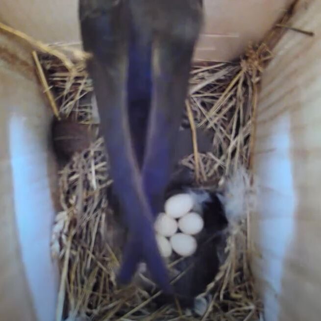 Ringcam4_IanStewart-655x655 5 white eggs are visible in a nest box, with an adult Tree Swallow perched in the entrance hole looking out.