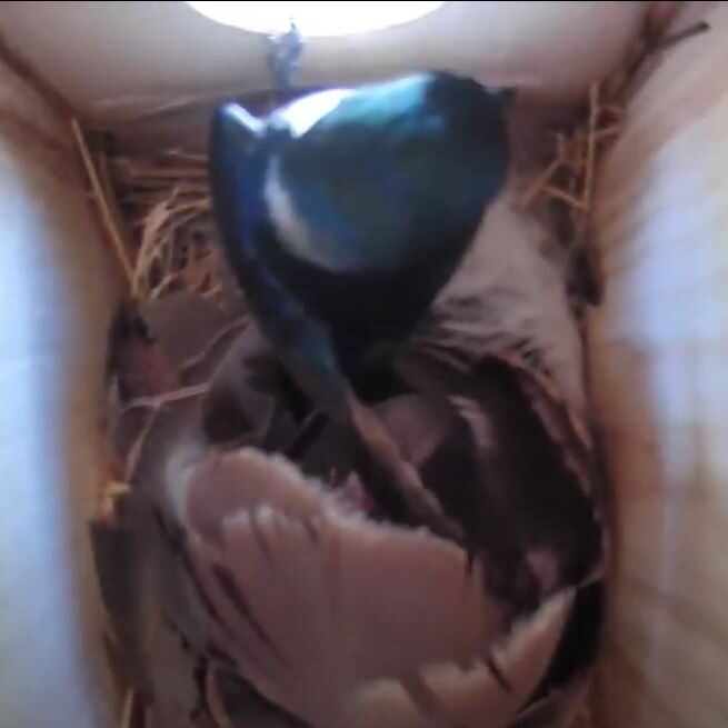 Ringcam5_IanStewart-655x655 A Tree Swallow clings to the entrance hole of a nest box