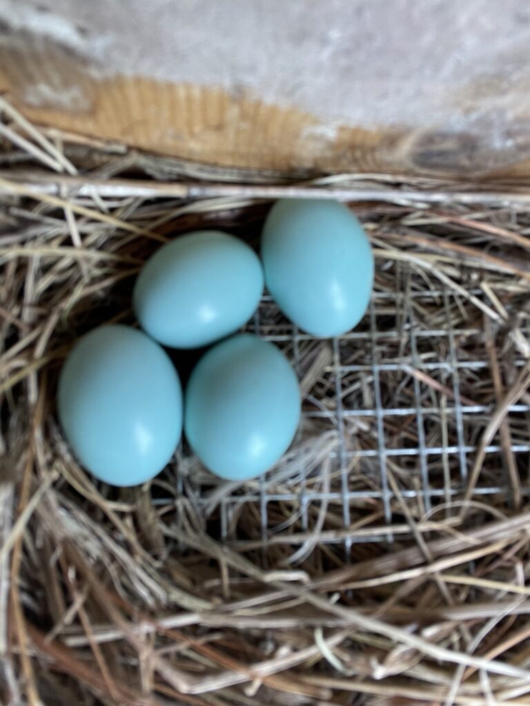 Be Extra Cautious With Thin Nests