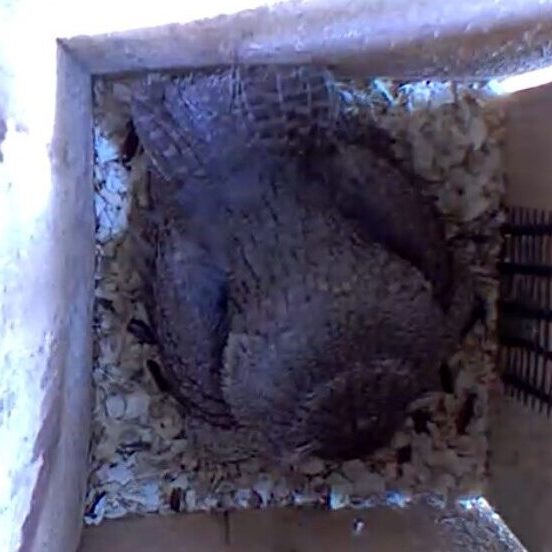 rb_4EASO_blink_RBailey-e1687976719144-789x552 A female Eastern Screech-Owl incubates three eggs.