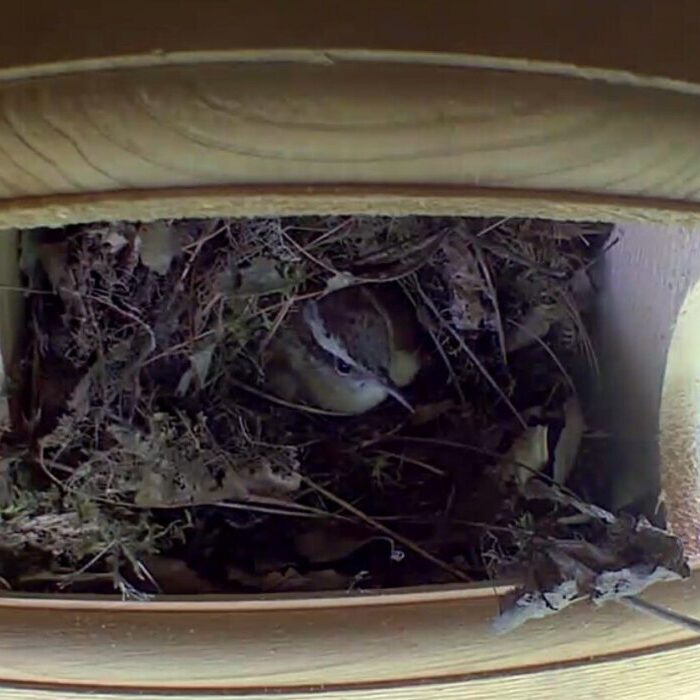 rb_CAWR_blink_RBailey-e1687976704581-1000x700 A Carolina Wren incubates a clutch.