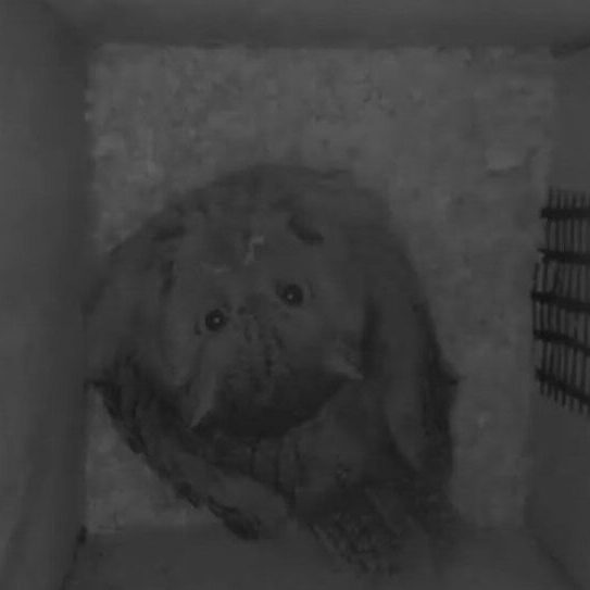 rb_EASO2_blink_RBailey-1-e1687976685945-776x543 An adult Eastern Screech-Owl looks up from the nest box floor