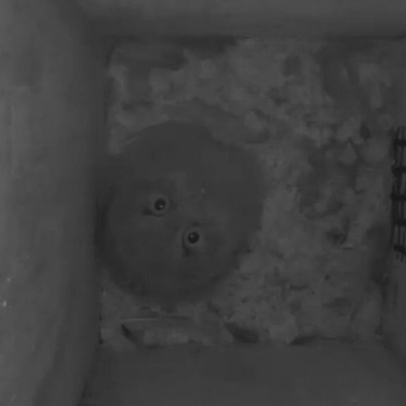 rb_EASO3_blink_RBailey-e1687976662573-822x576 A nestling Eastern Screech-Owl looks up at the camera from the nest box floor