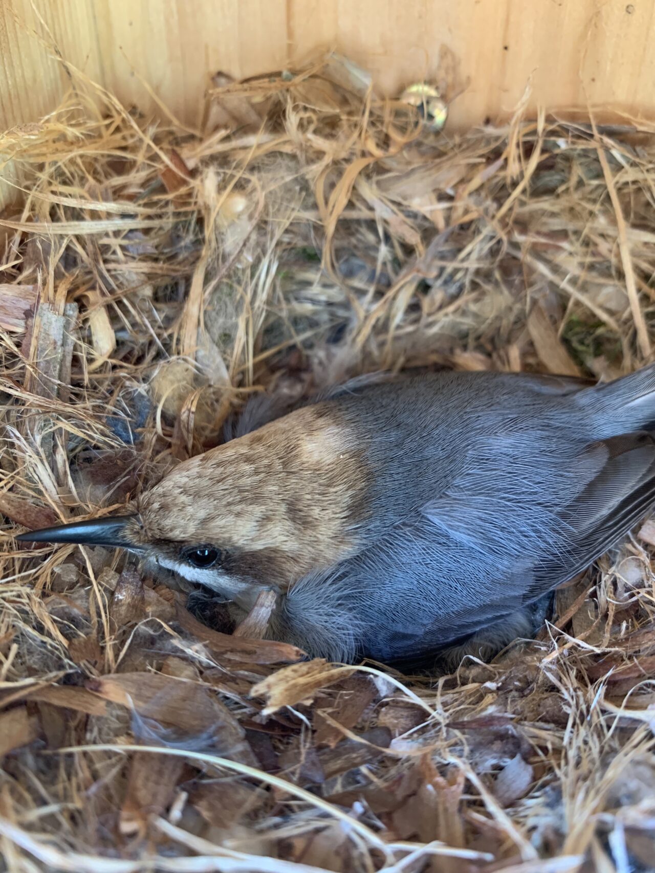 Nido de Bajapalos Cabeza Café