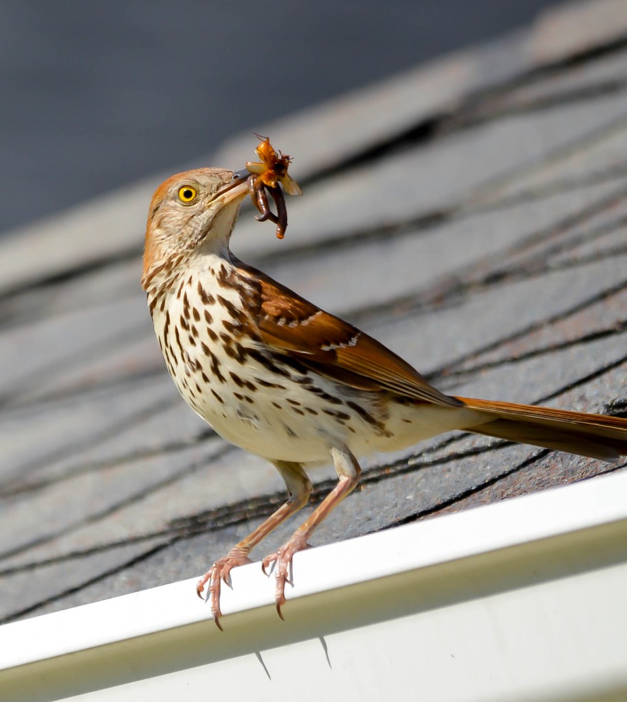 Brown Thrasher