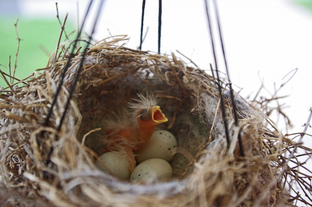 House Finch Nest