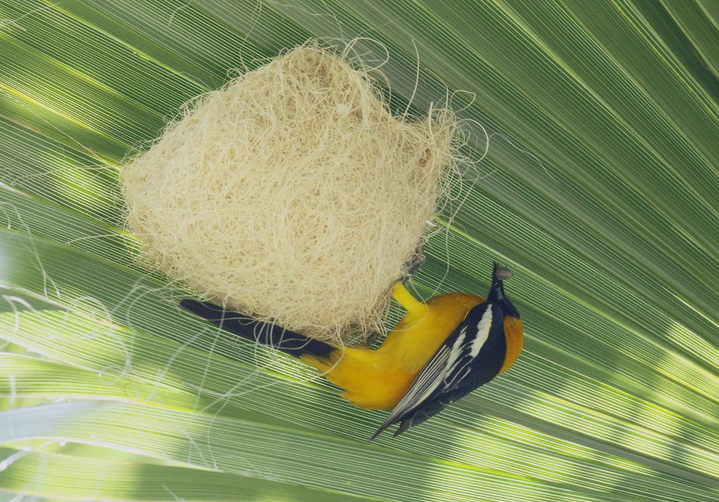 Calandria Dorso Negro Menor
