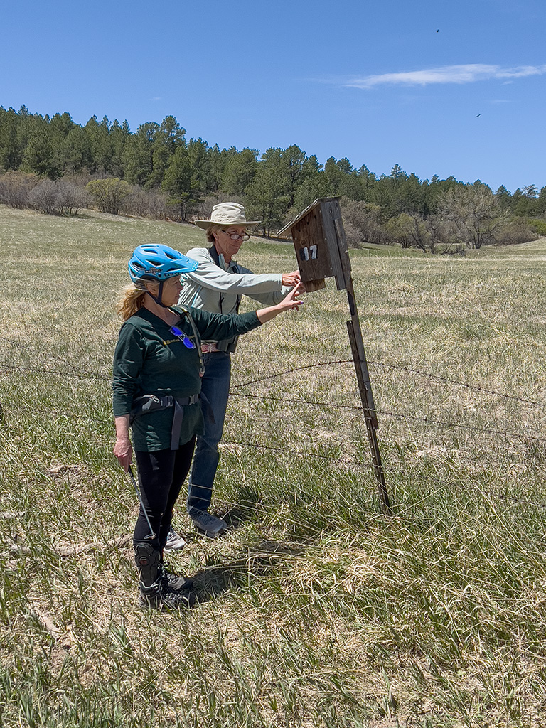 Dos voluntarios se paran frente a una caja nido de madera montada en un poste en un campo en Colorado, a punto de mirar el nido en su interior.
